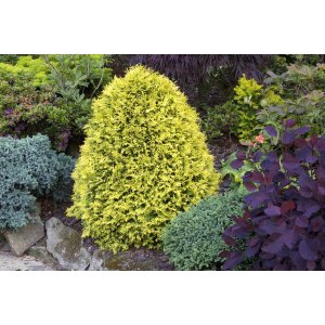 Tuja západná (Thuja occidentalis) ´SUNKIST´ - výška 40-60 cm, kont. C5L